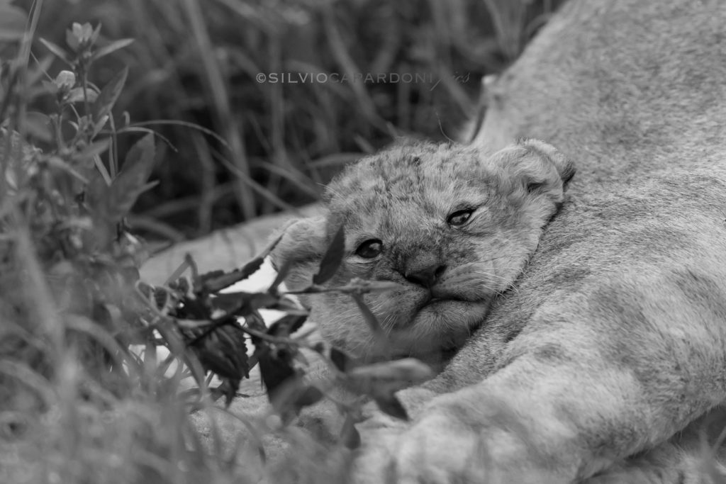 Black and white portrait of puppy lion of 2 days age in relaxing moment with his mother, Masai Mara, Kenya