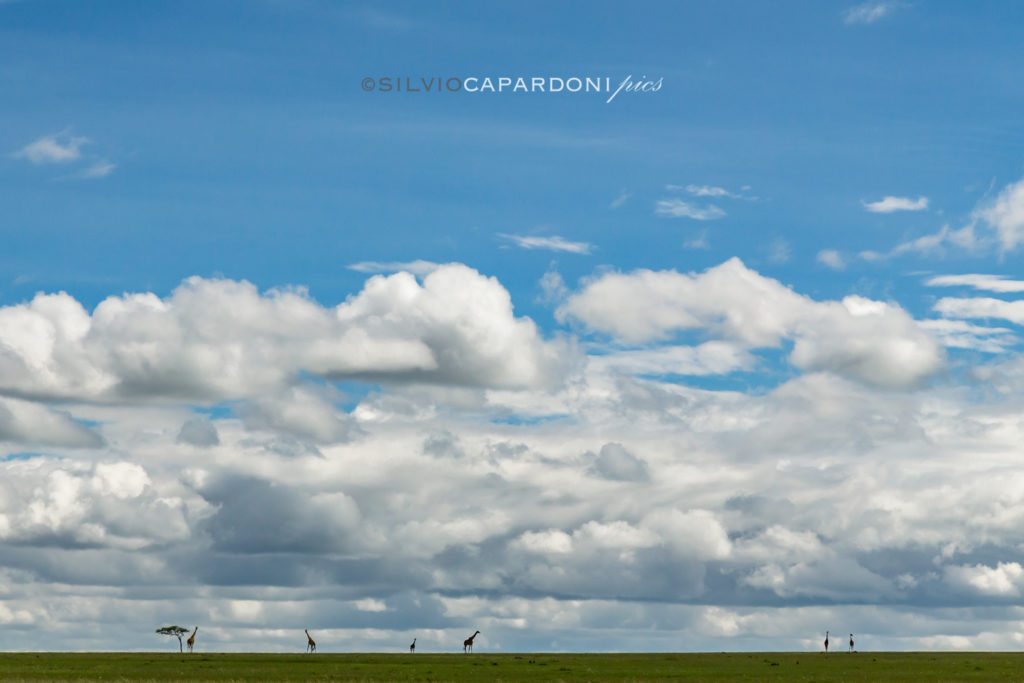 Landscape with 6 giraffes grazing far away on the luxuriant plains of East Africa, Masai Mara, Kenya