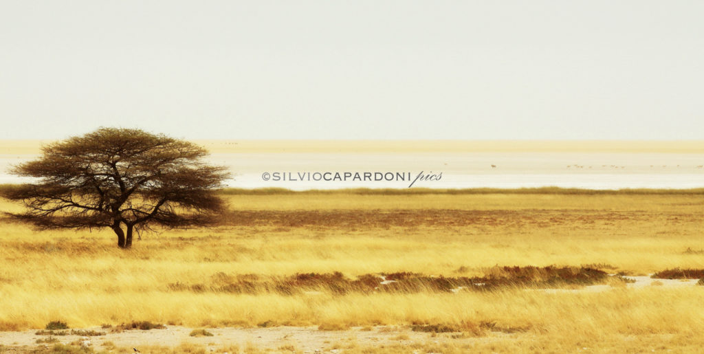 Etosha landscape with acacia tree and dry grassland until desert skyline, Etosha, Namibia
