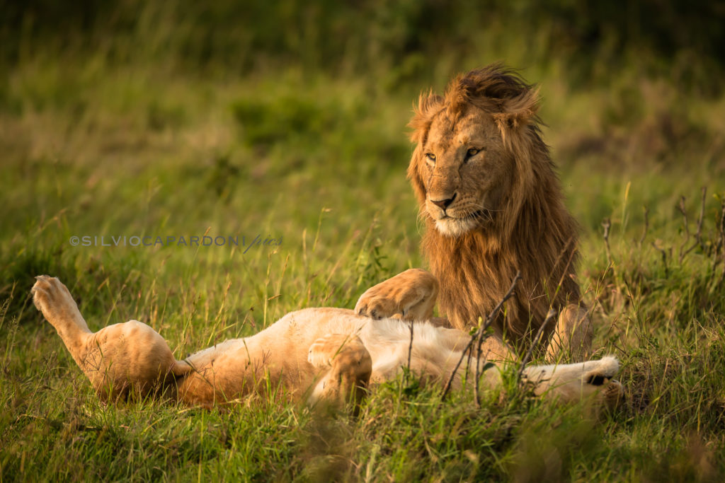 Couple of lions relaxing after love before sunset in the grasslands, Masai Mara, Kenya