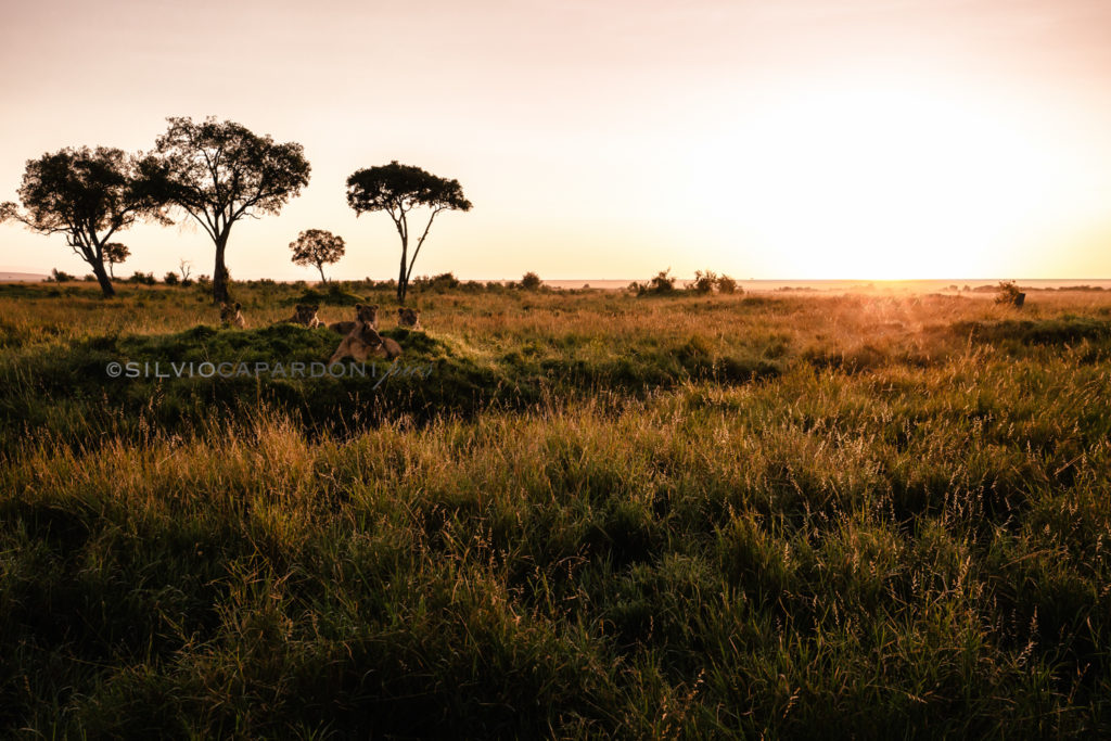 Dawn with the lions pride relaxed after the hunt in the savannah's landscape, Masai Mara, Kenya