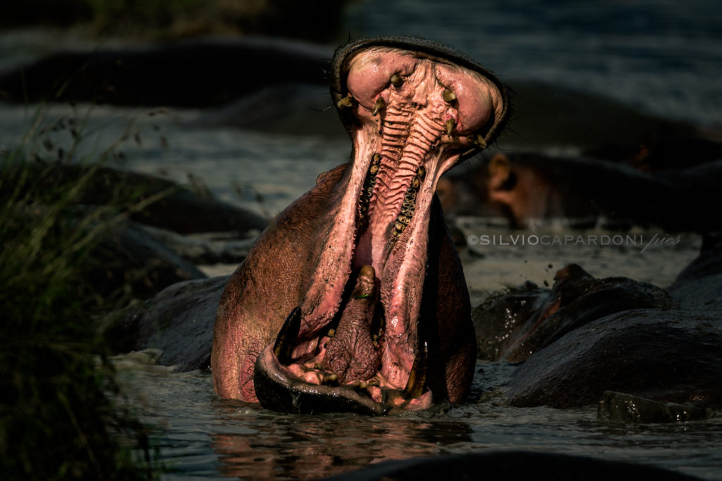An angry hippo who warns me threateningly by opening his big mouth, Masai Mara, Kenya