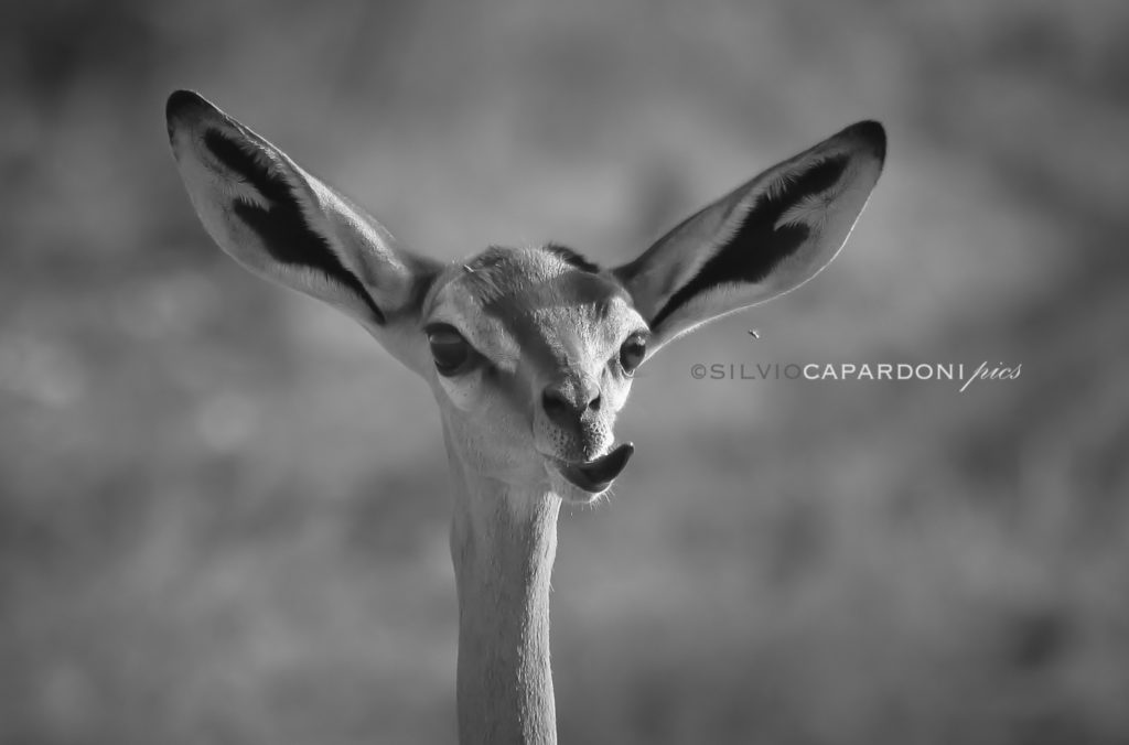 Close-up portrait of gerenuk with fly taken in black and white edition, Tsavo, Kenya