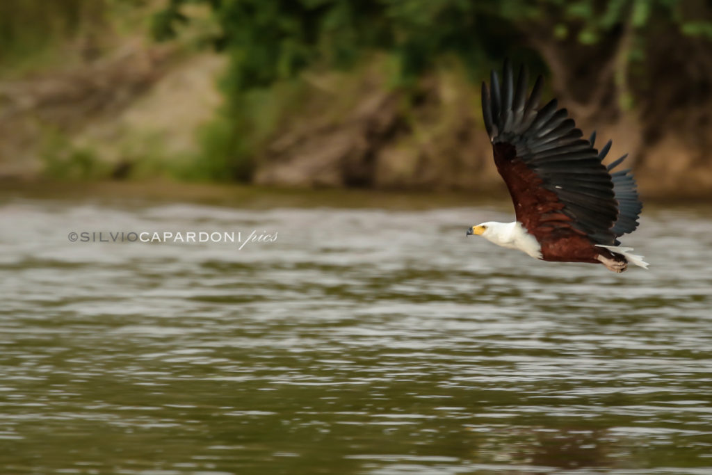 African fish eagle on flight in the middle of the Rufiji river in early morning, Selous, Tanzania