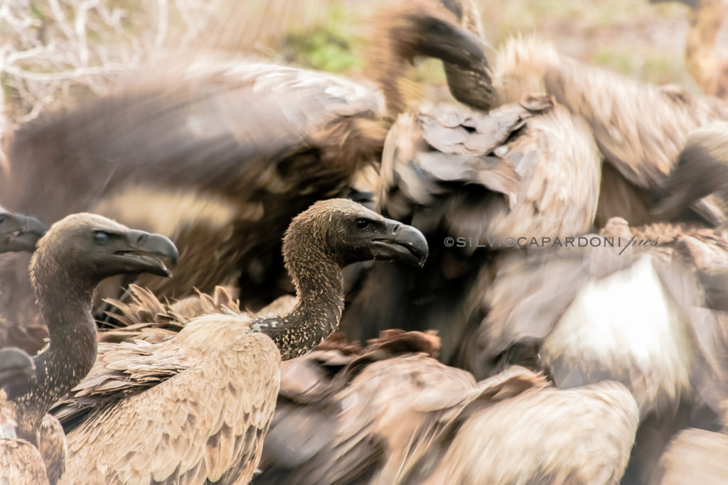 Vultures moving on the carcass in the daily food competition for survival, Selous, Tanzania