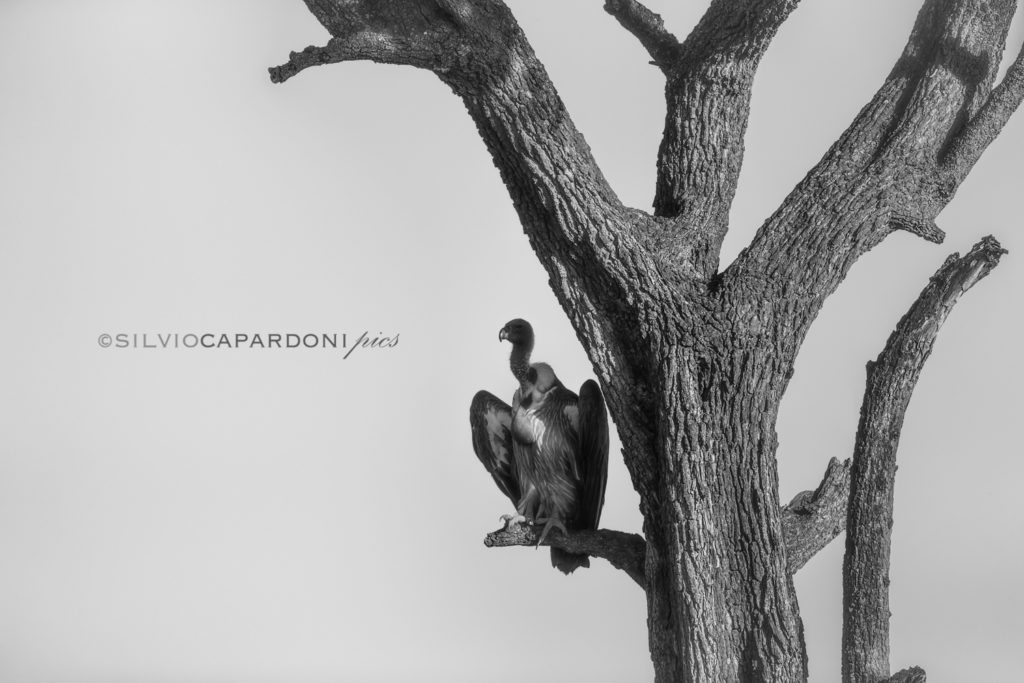 Vulture still waiting perched on a dry branch of acacia tree looking for food, Masai Mara, Kenya