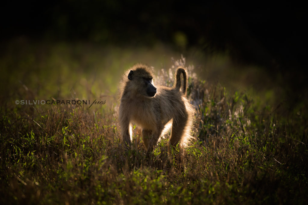 Baboon backlight photographed before sunset in the savannah grasslands, Tsavo, Kenya