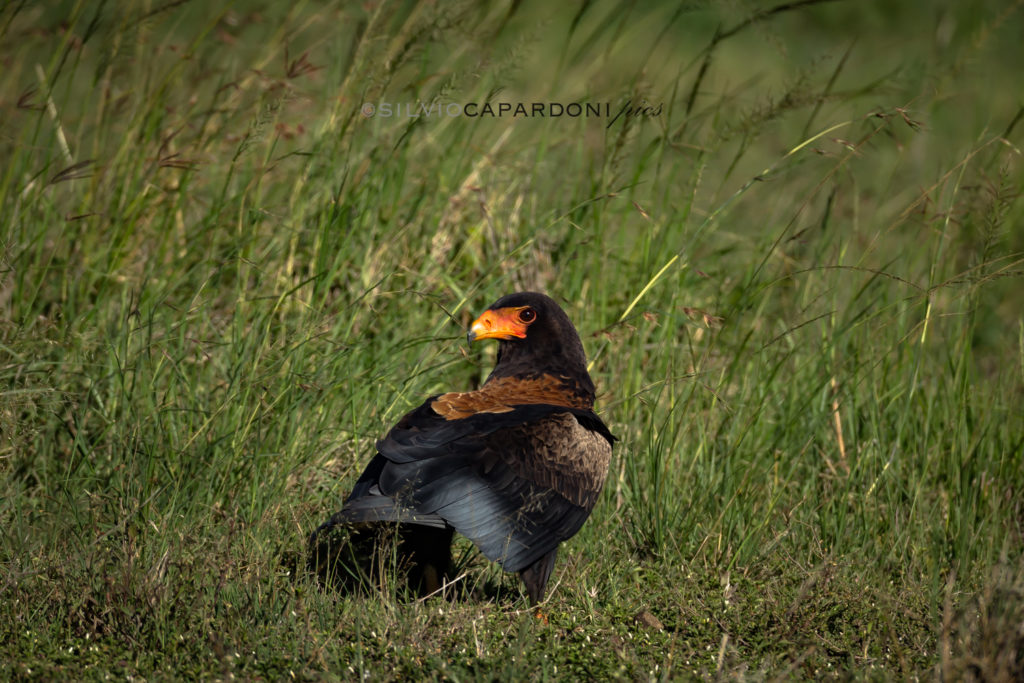Adult bateleur photographed in the middle of the savannah's grasslands in broad daylight, Masai Mara, Kenya