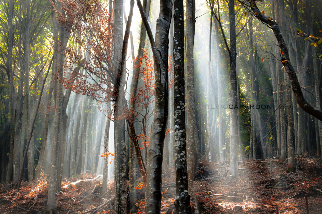 Rays of light through beech forest before autumn at midday, Lombardia, Italia