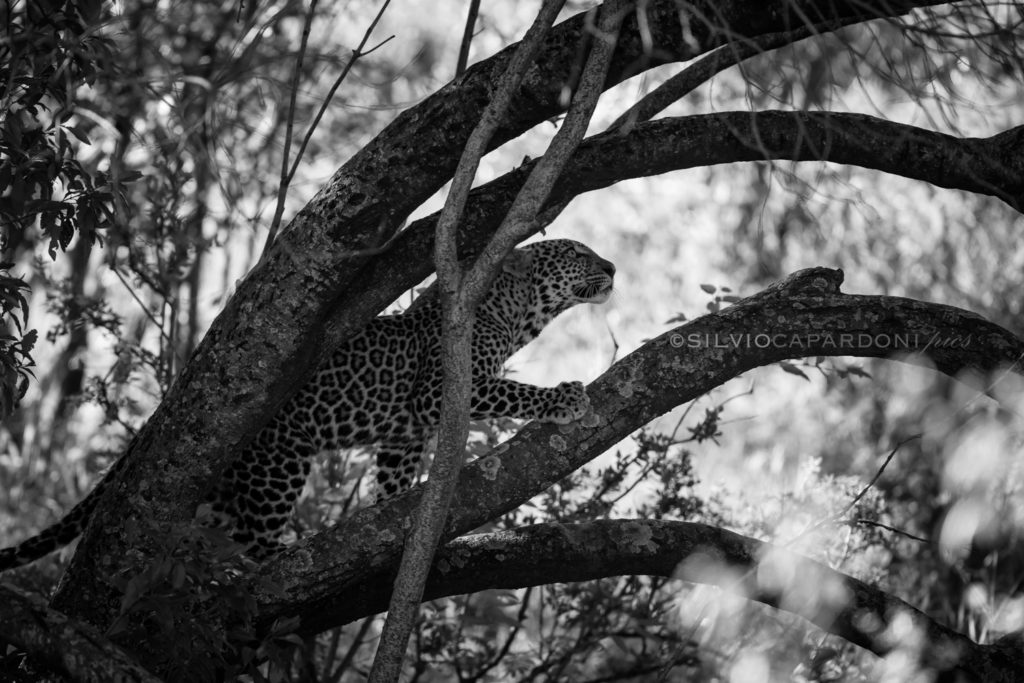 Leopard move on the tree like a big cat after dawn, looking for prey, Masai Mara, Kenya