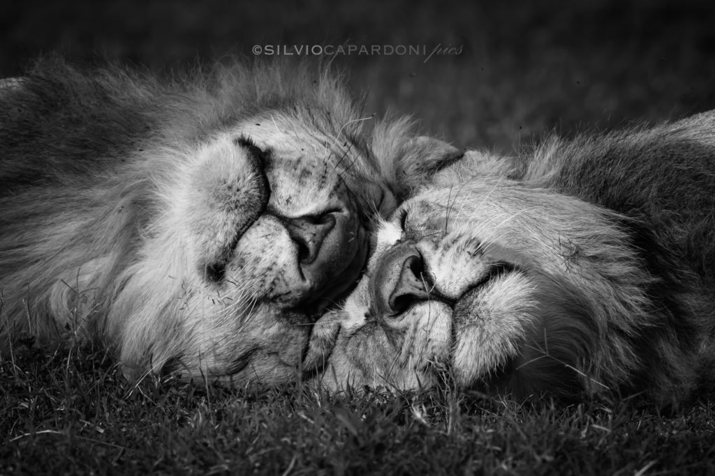 Big cat brothers who fondly cuddle themselves photographed in black and white, Masai Mara, Kenya