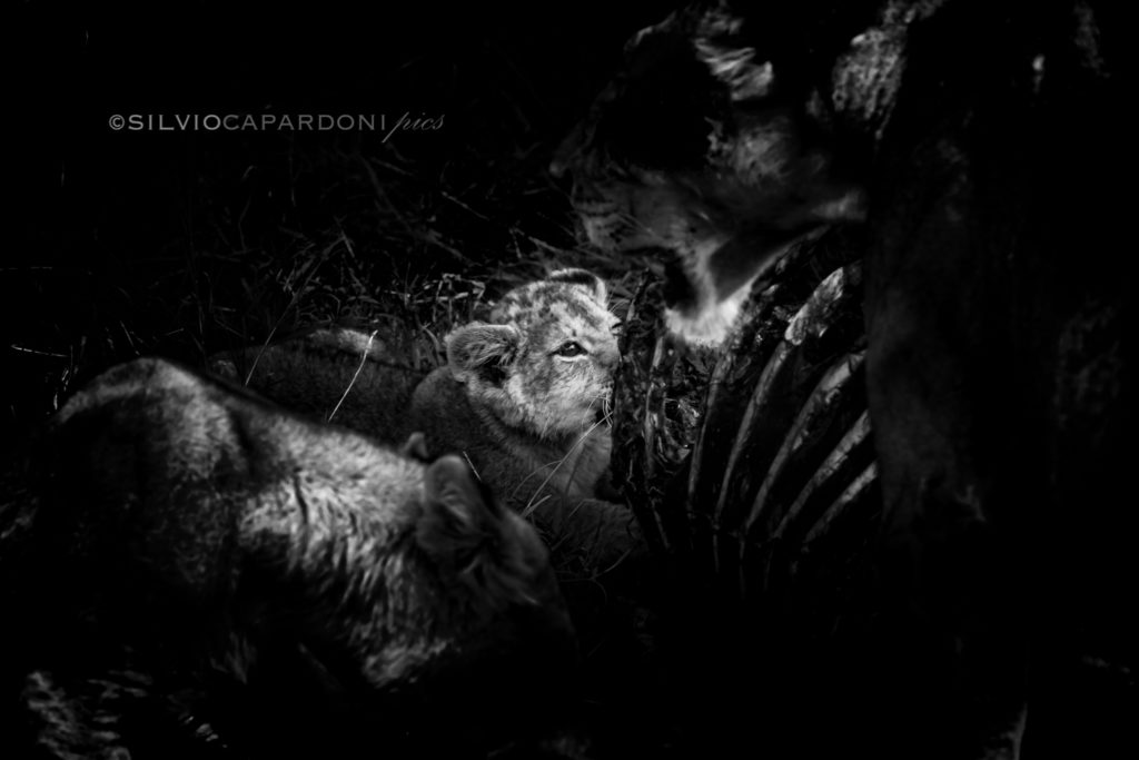 Big meal of a little lion who tastes meat for the first time in his life, Masai Mara, Kenya