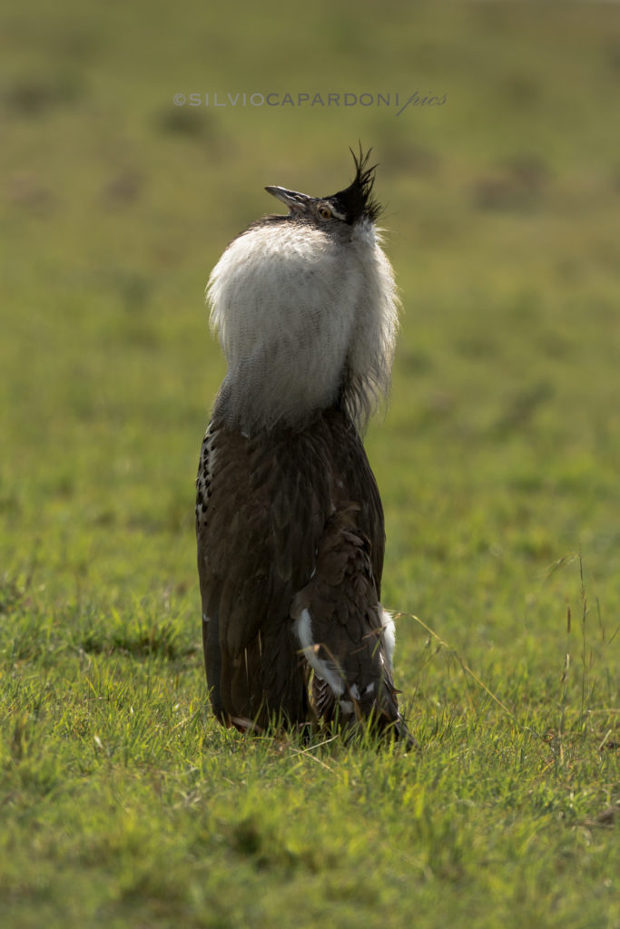 Love's booom calling from male Kori bustard that also inflates the feathers of the neck, Masai Mara, Kenya