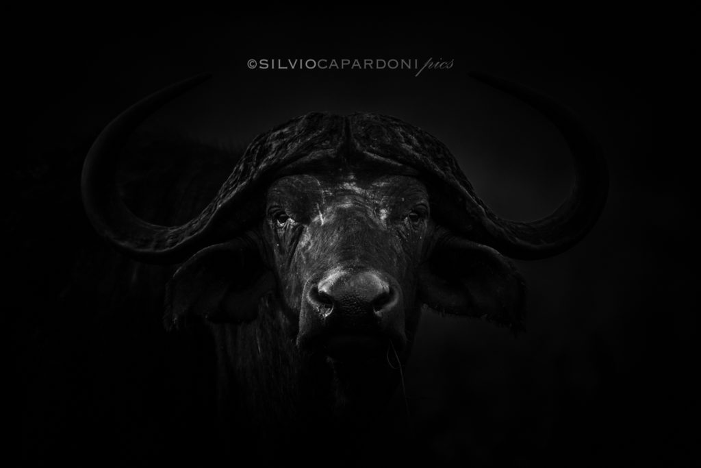 Frontal portrait of a male Buffalo B & W photo who staring threateningly, Tsavo, Kenya