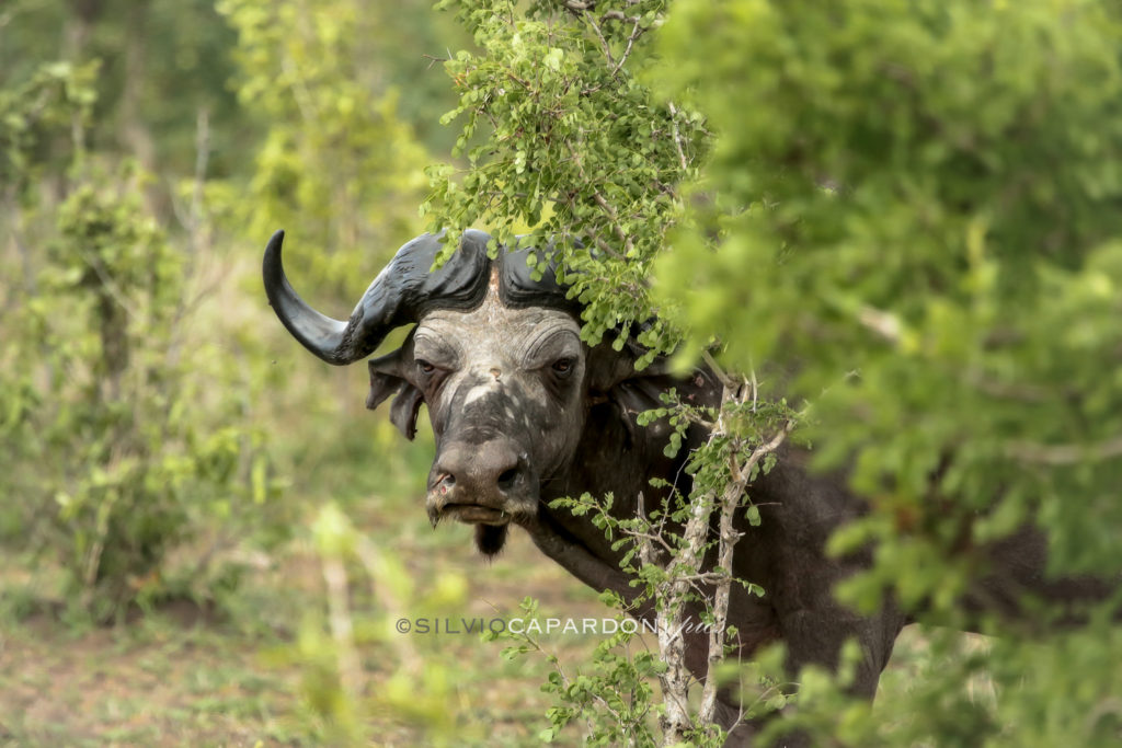 Buffalo peekaboo from the savannah bush trees in late morning light, Selous, Tanzania