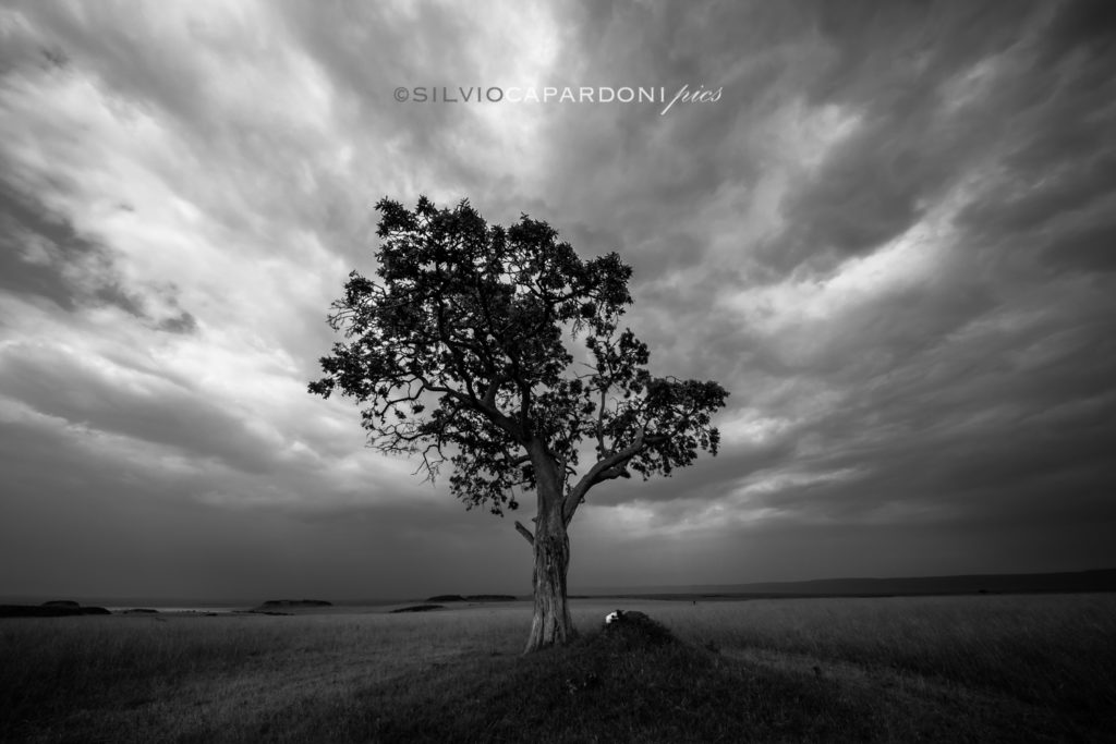 Buffalo skull on the way of the great migration from Serengeti to Masai Mara, Masai Mara, Kenya