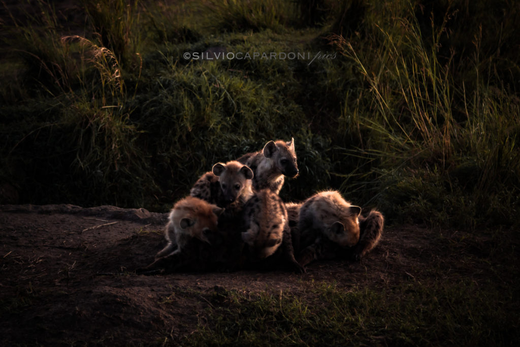 Bunch of puppies near the den in savannah with pink light of dawn, Masai Mara, Kenya