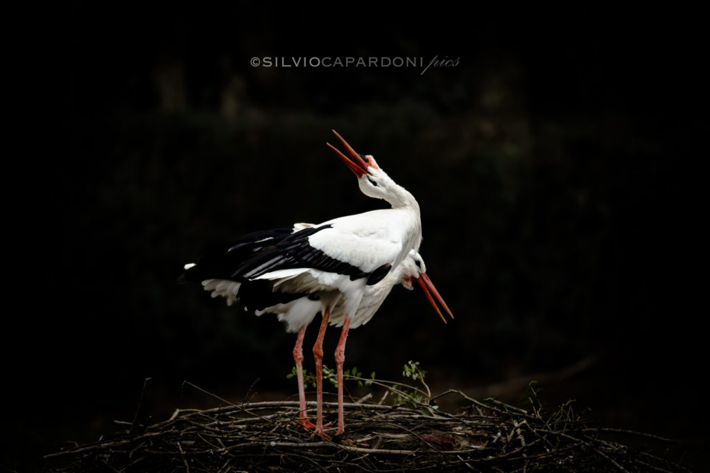 Love song recall of storks couple standing on their nest in the evening, Piemonte, Italia