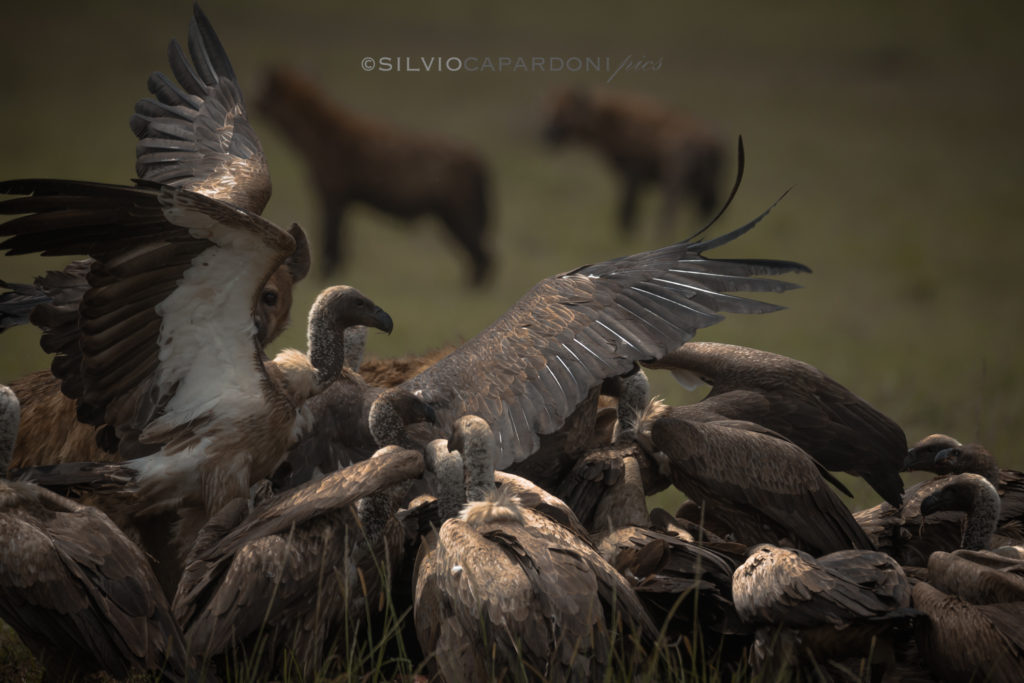 Carnage on the carcass of a zebra with greedy vultures and hyenas in the background, Masai Mara, Kenya