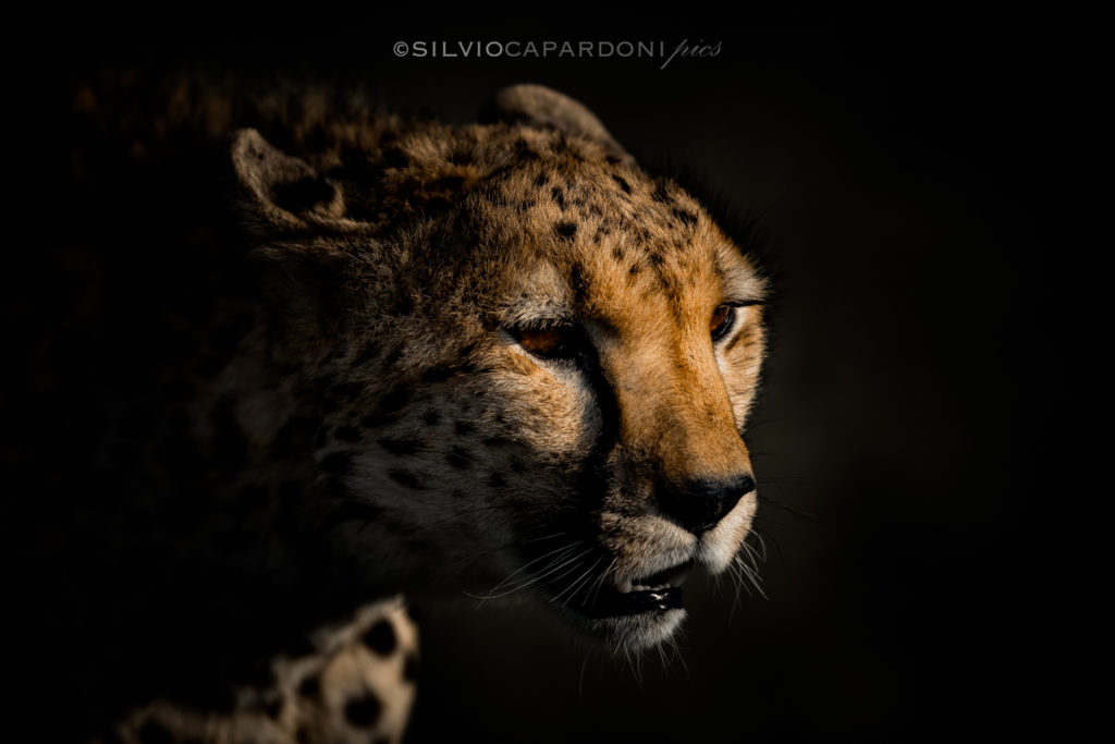 Cheetah's charme portrait walking in the savannah with evening light, Masai Mara, Kenya