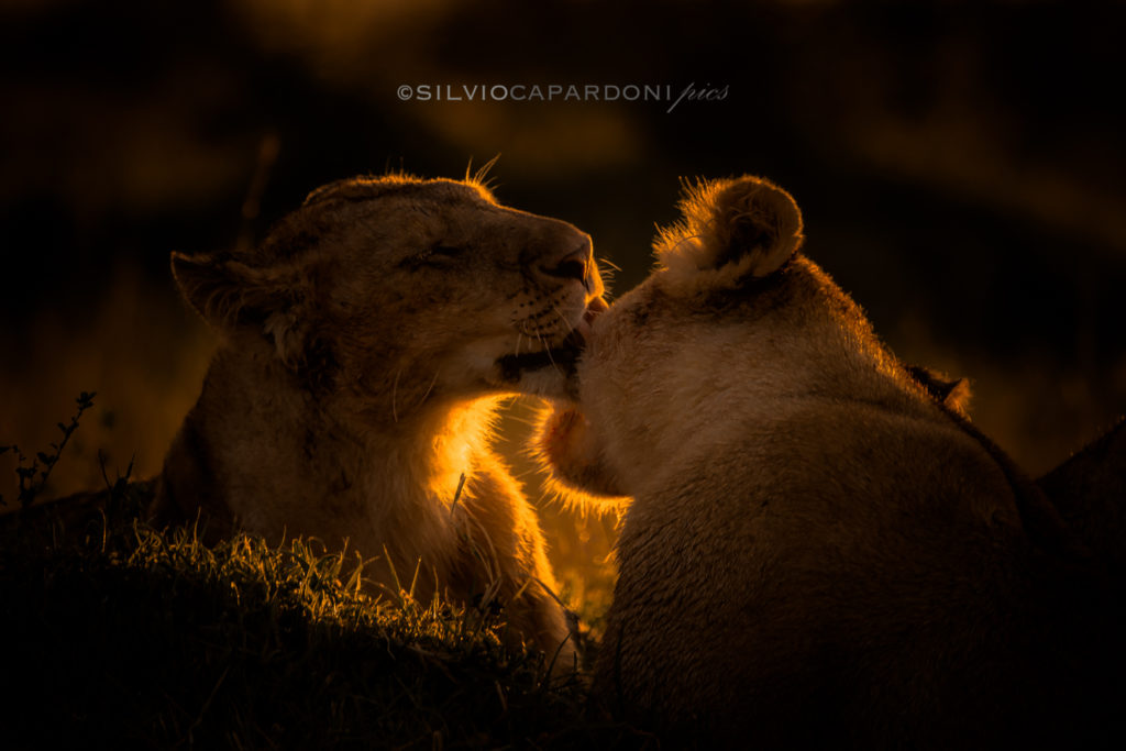 Golden pampering between two lionesses in the savannah with first sun rays at dawn, Masai Mara, Kenya