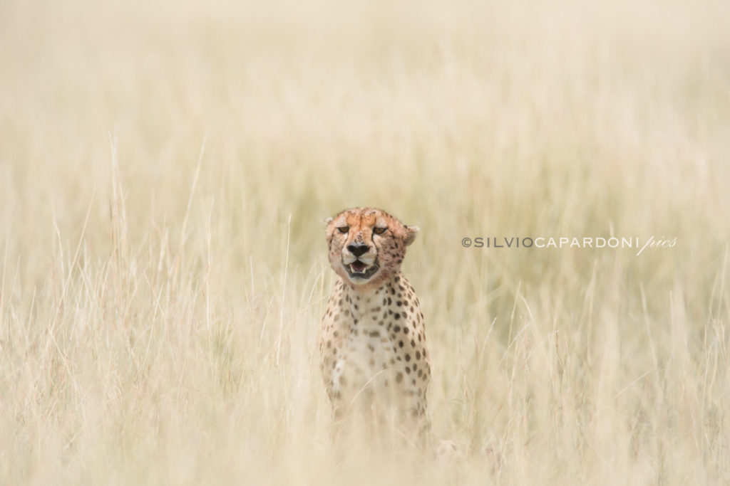 Cheetah sitting in the middle of the dry grass still posing like a statue, Masai Mara, Kenya