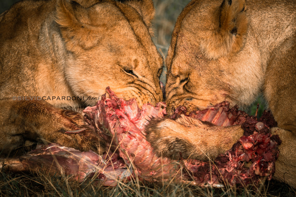 Sharing meal of two hungry lionesses in sunny early morning savannah, Masai Mara, Kenya