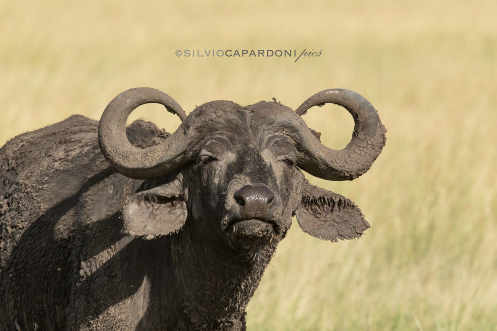Curved horns of an adult male buffalo with a defiant expression, Masai Mara, Kenya
