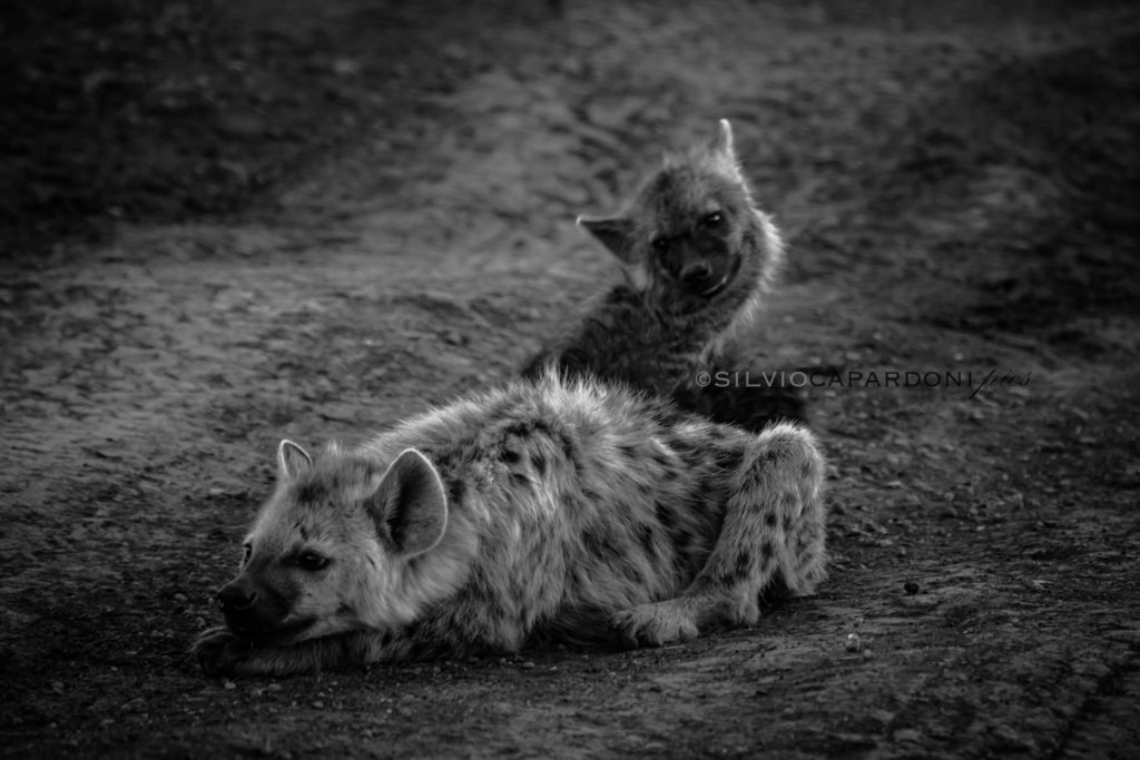 Spotted hyena cubs waiting impatiently for parents near the den, Masai Mara, Kenya