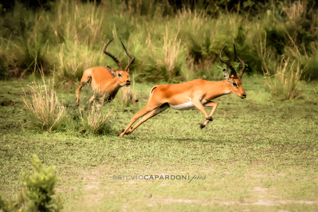 Impala's male disputes for domination in the herd and mating with females, Selous, Tanzania