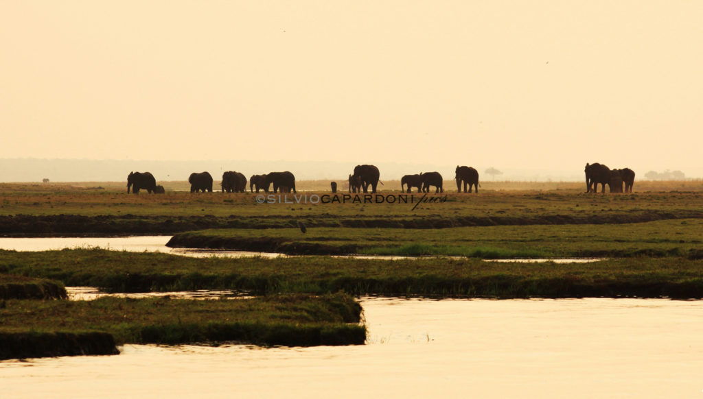 Elephants near the Chobe river captured from the boat before sunset, Chobe, Botswana