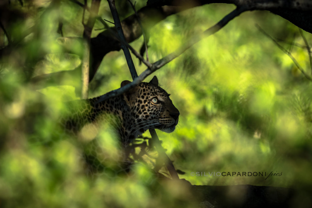 Elusive leopard with ray of sunlight on the eye hidden in the woods, Masai Mara, Kenya