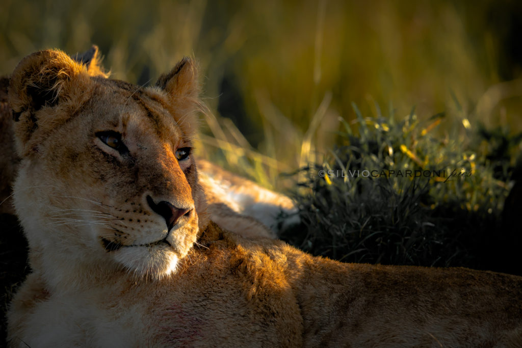 Sweet expression of lioness lying down in the golden light during sunrise, Masai Mara, Kenya