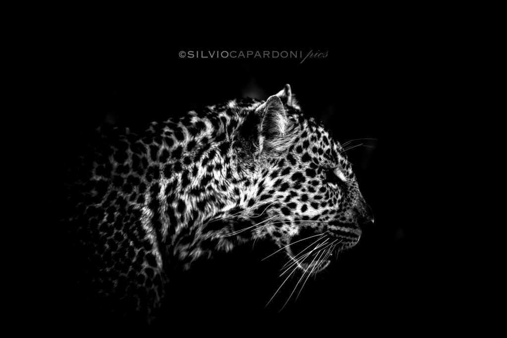 Leopard's feline charm in the night darkness walking around the bush, Masai Mara, Kenya