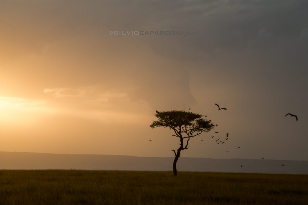 Flight of birds around the last acacia tree at savannah sunset, Masai Mara, Kenya