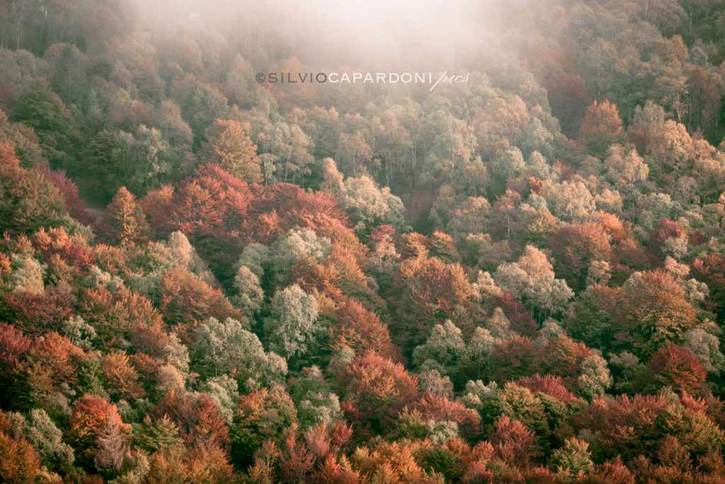 Landscape of forest's colors with early autumnal mist on the mountains, Lombardia, Italia