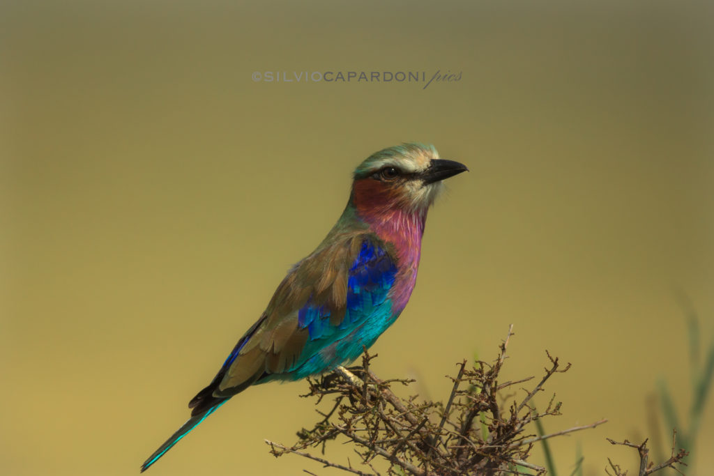 Lilac breasted roller perched on the tip of the savannah's small dry branch, Masai Mara, Kenya