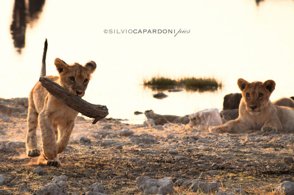 Wooden toy taken from a lion cub with his brother watching the scene, Etosha, Namibia