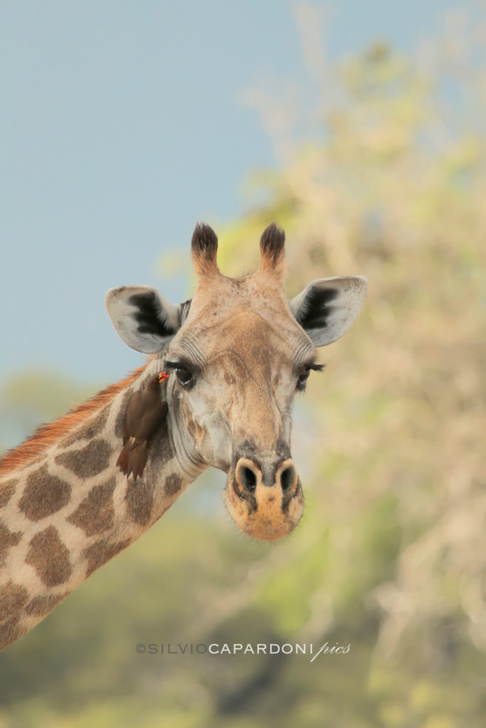 Giraffe and oxpecker together in close up portrait with background of savannah trees, Selous, Tanzania