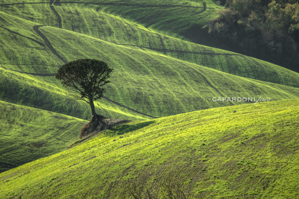 Green velvet effect on hills illuminated by the sun in the afternoon, Toscana, Italia