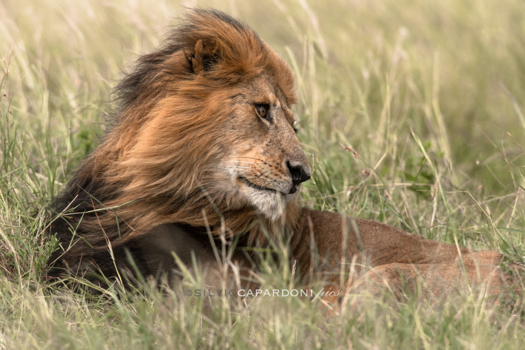 Watching the wind it seems to be the expression of the male lion that controls its territory, Masai Mara, Kenya