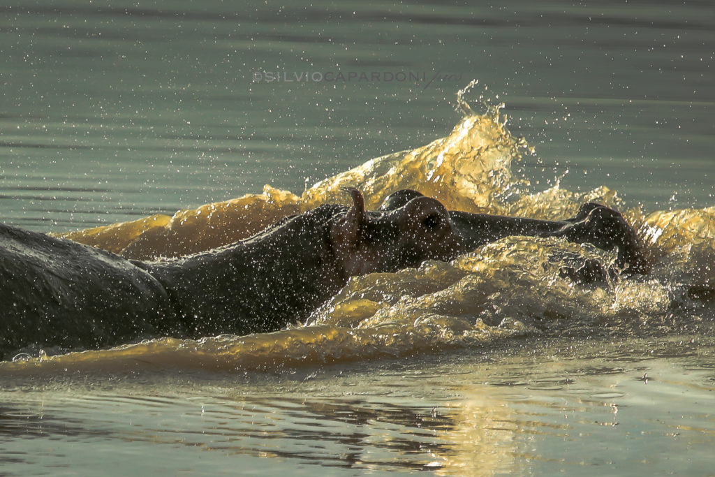 Hippo splashes a lot of brown water of the Rufiji river before sunset, Selous, Tanzania