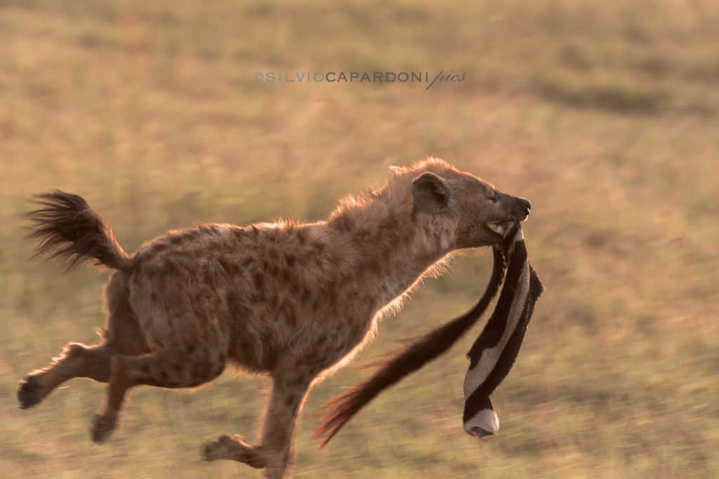 Hyena with zebra's tail running away to defend her meal from the clan, Masai Mara, Kenya