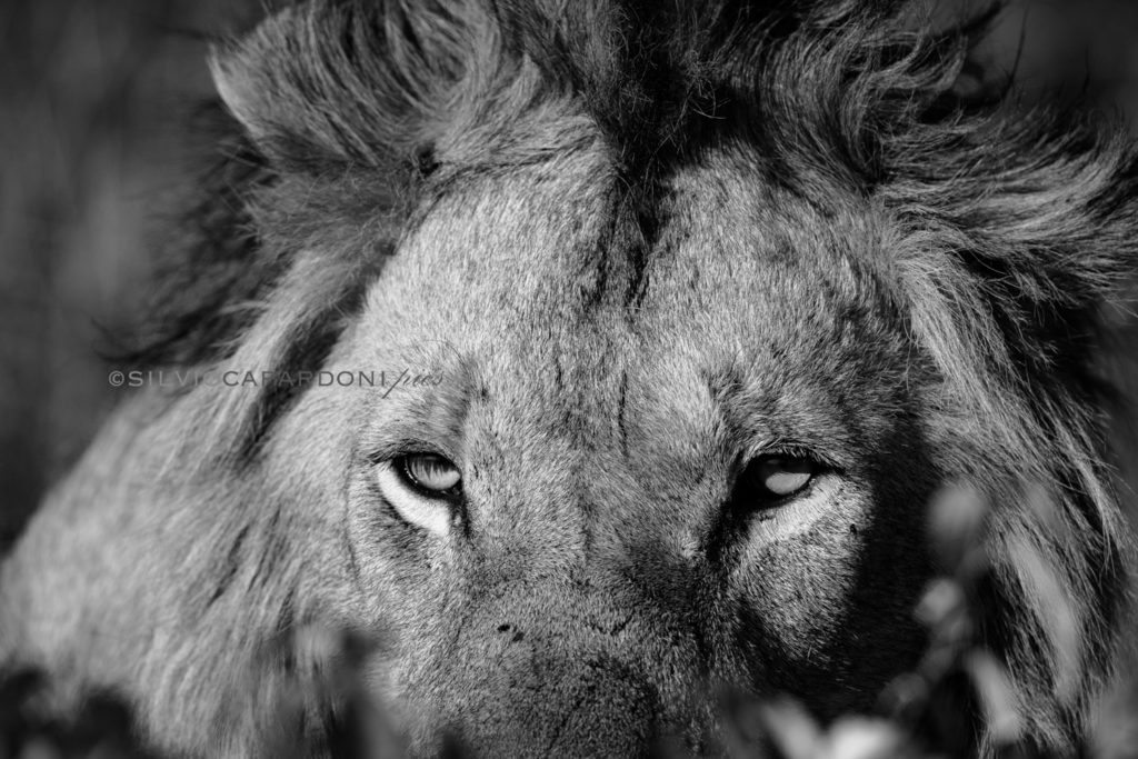 Close-up portrait of the king of the animals captured in black and white, Masai Mara, Kenya