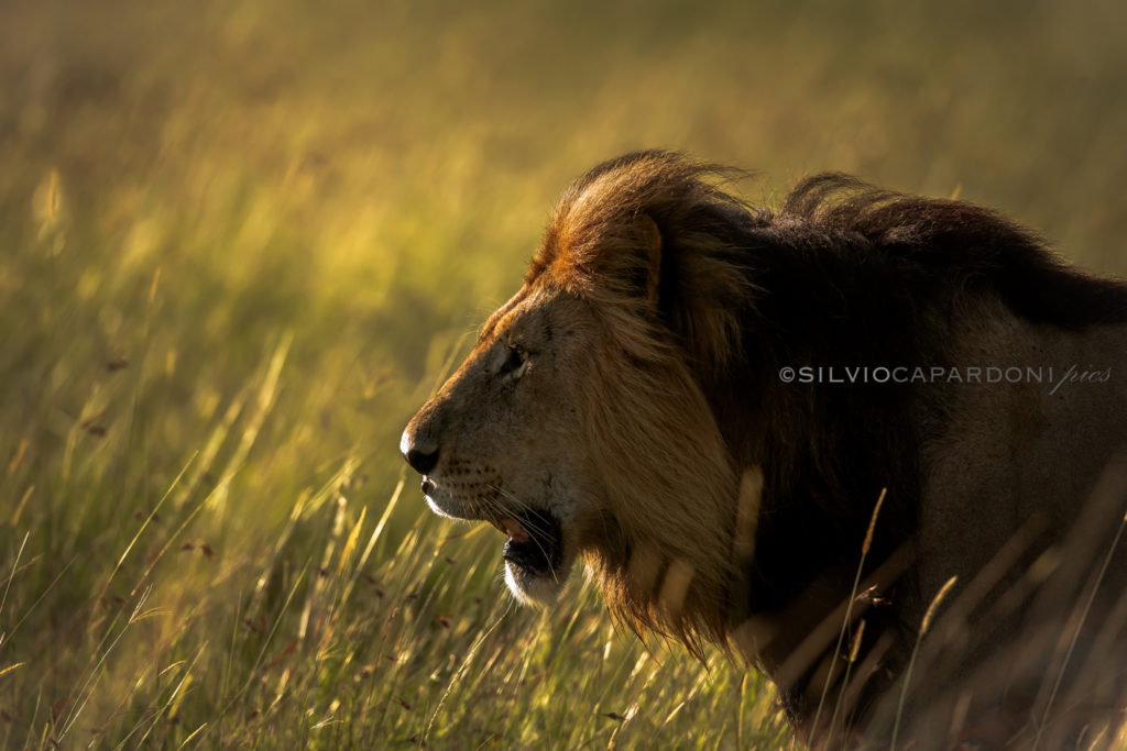 The male lion roars like the song of Africa walking in the early morning, Masai Mara, Kenya