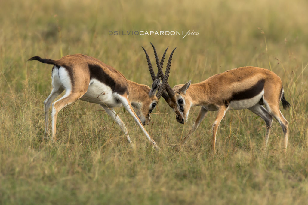 Duel for supremacy between two males of Thomson gazelle in the grassland, Masai Mara, Kenya