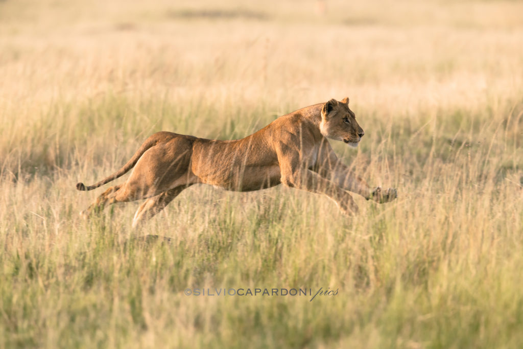 Hunting scene with a lioness who is running towards the prey among the prairies of the savannah, Masai Mara, Kenya