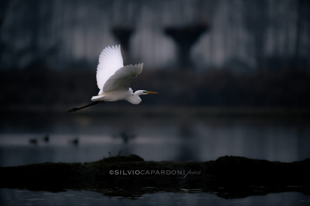 White heron is flying to the night over the river near the shore, Piemonte, Italia