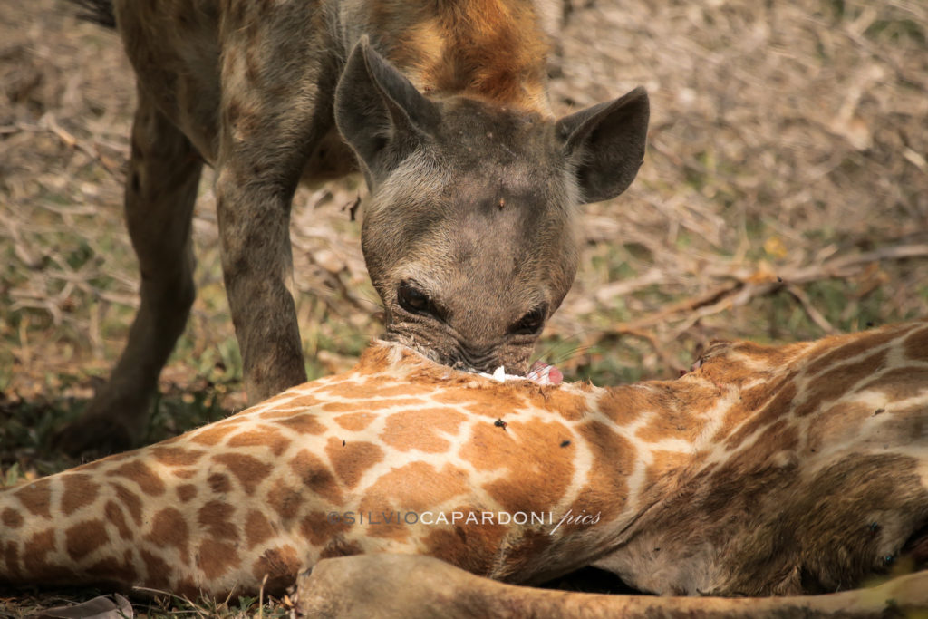 Greed of hyena devouring a young giraffe just killed in early morning, Selous, Tanzania