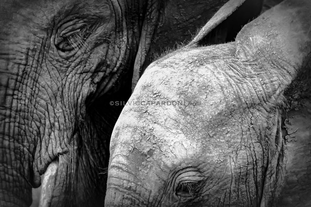 Mind of elephants in black and white close up portrait photographed at nightfall, Selous, Tanzania